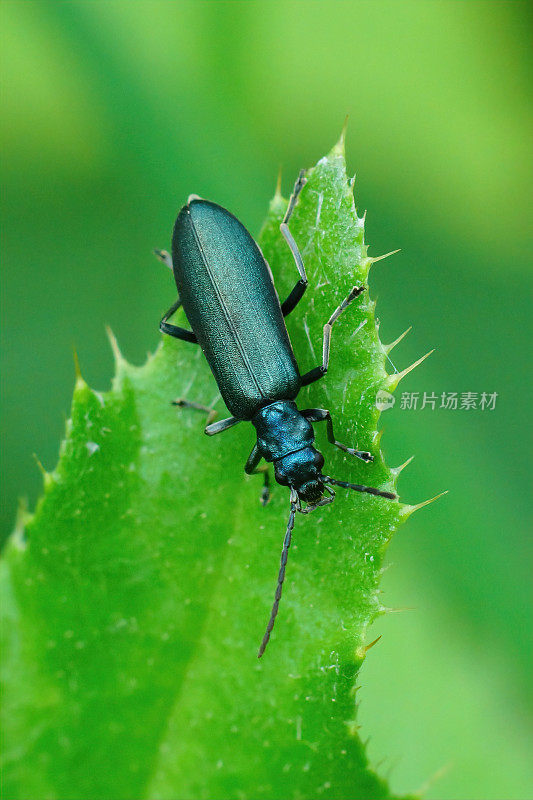 一个较小的粗腿花甲虫的特写镜头，Ischnomera cyanea，挂在一片绿叶上